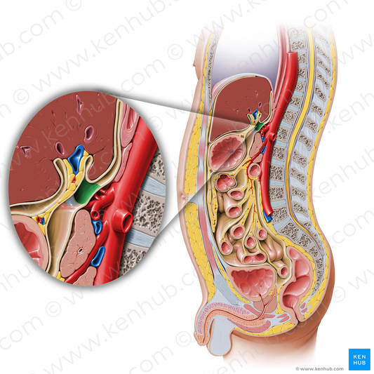 Omental foramen (#3781)