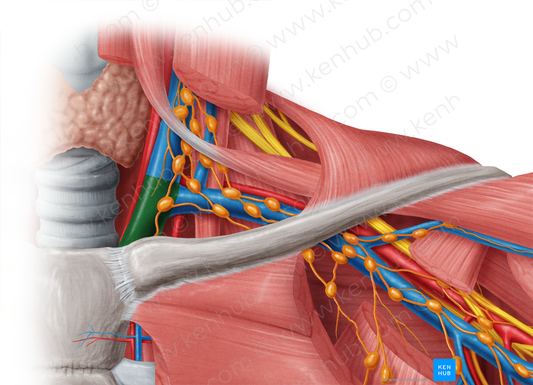 Left brachiocephalic vein (#10017)