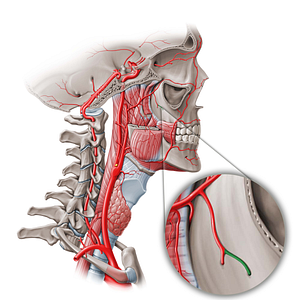 Greater palatine artery (#1582)