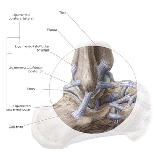 Ankle joint: Lateral view (Spanish)