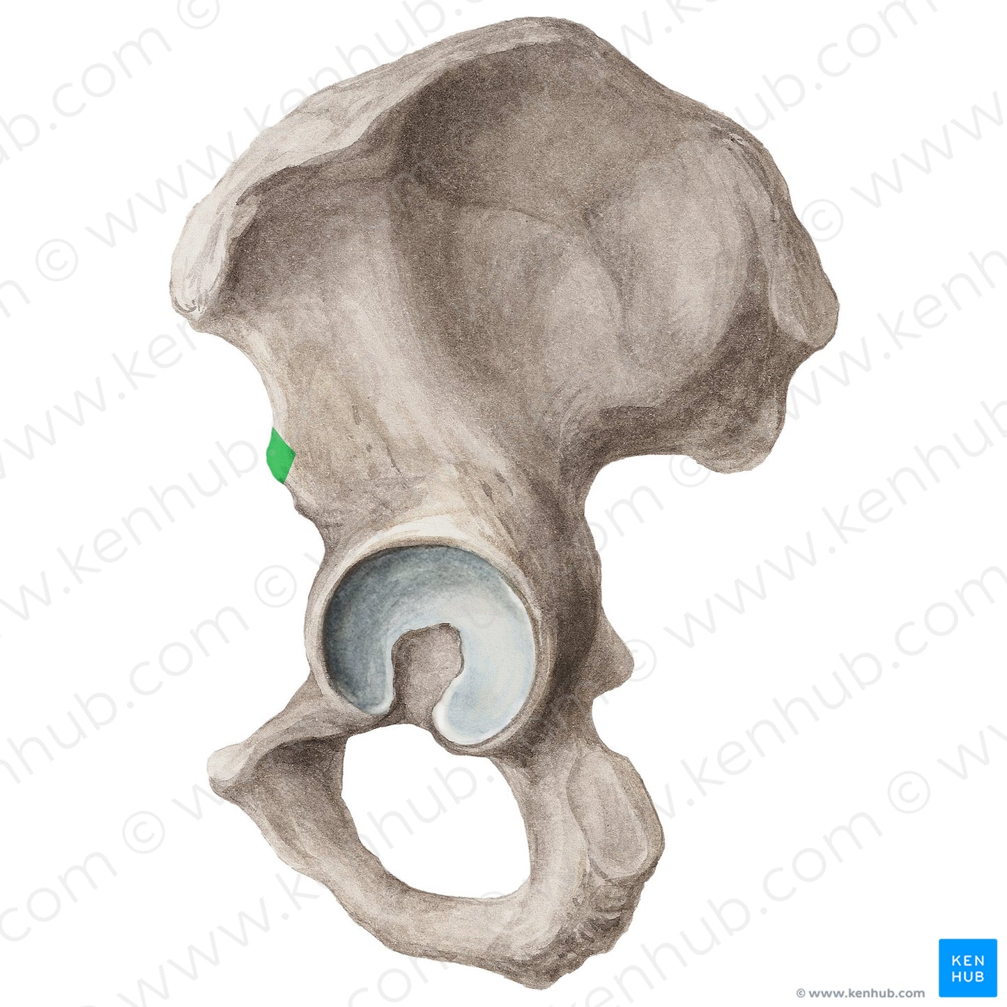 Anterior inferior iliac spine (#20280)