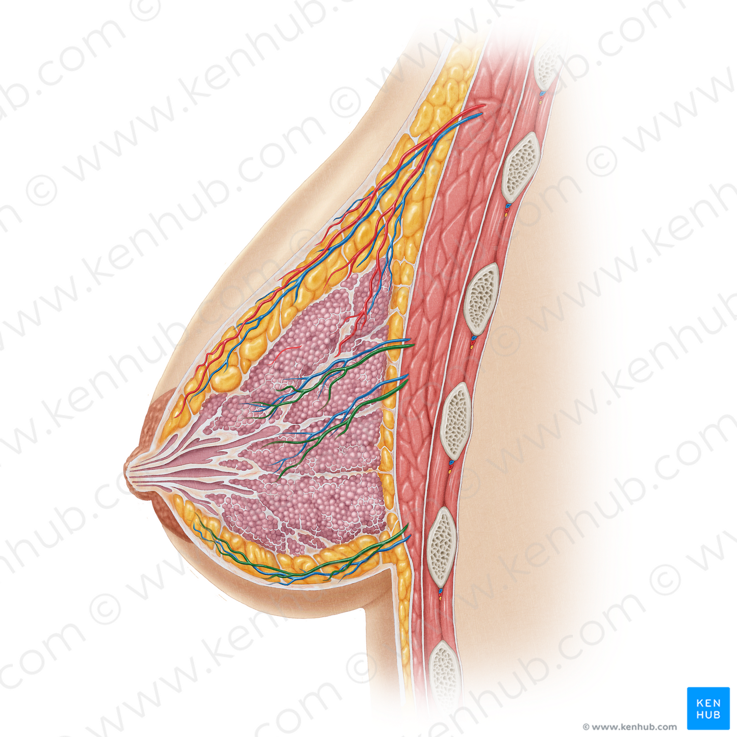 Lateral mammary branches of posterior intercostal artery (#19656)