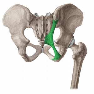 Sacrotuberous ligament (#4614)