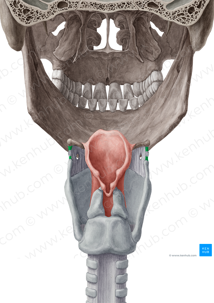 Lateral thyrohyoid ligament (#4646)