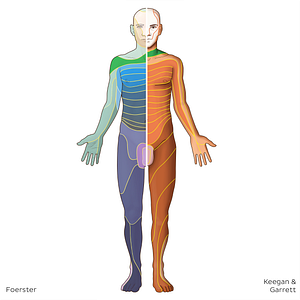 C4 dermatome (#20828)