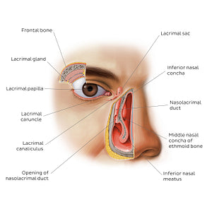Lacrimal apparatus (English)