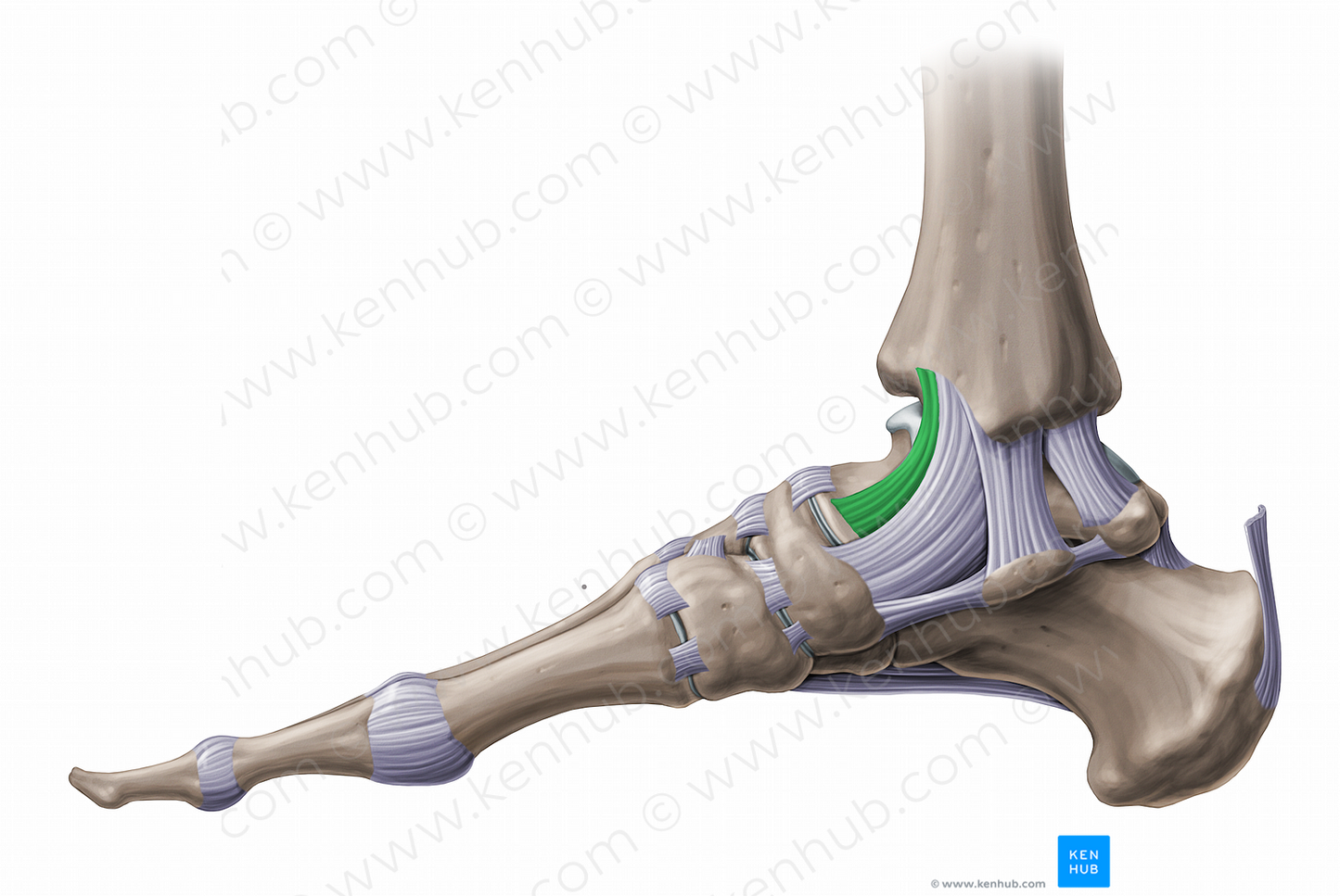 Anterior tibiotalar ligament (#11229)