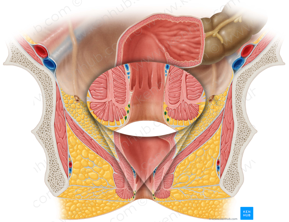 External rectal venous plexus (#8068)