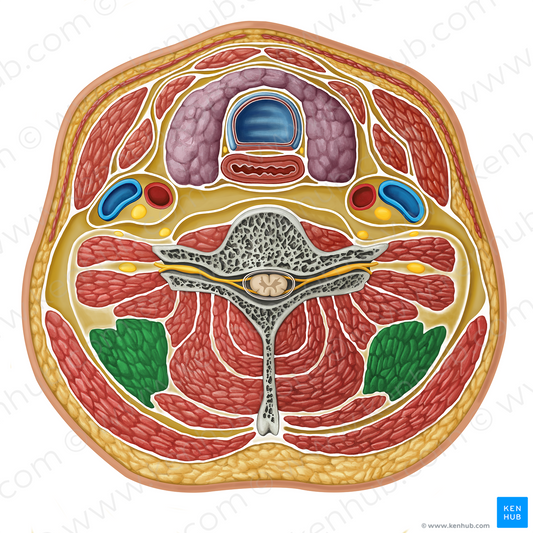 Levator scapulae muscle (#17315)