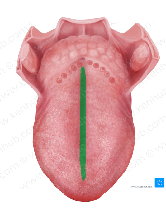 Median sulcus of tongue (#9280)