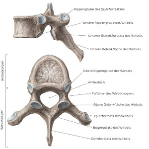 Typical thoracic vertebra (German)