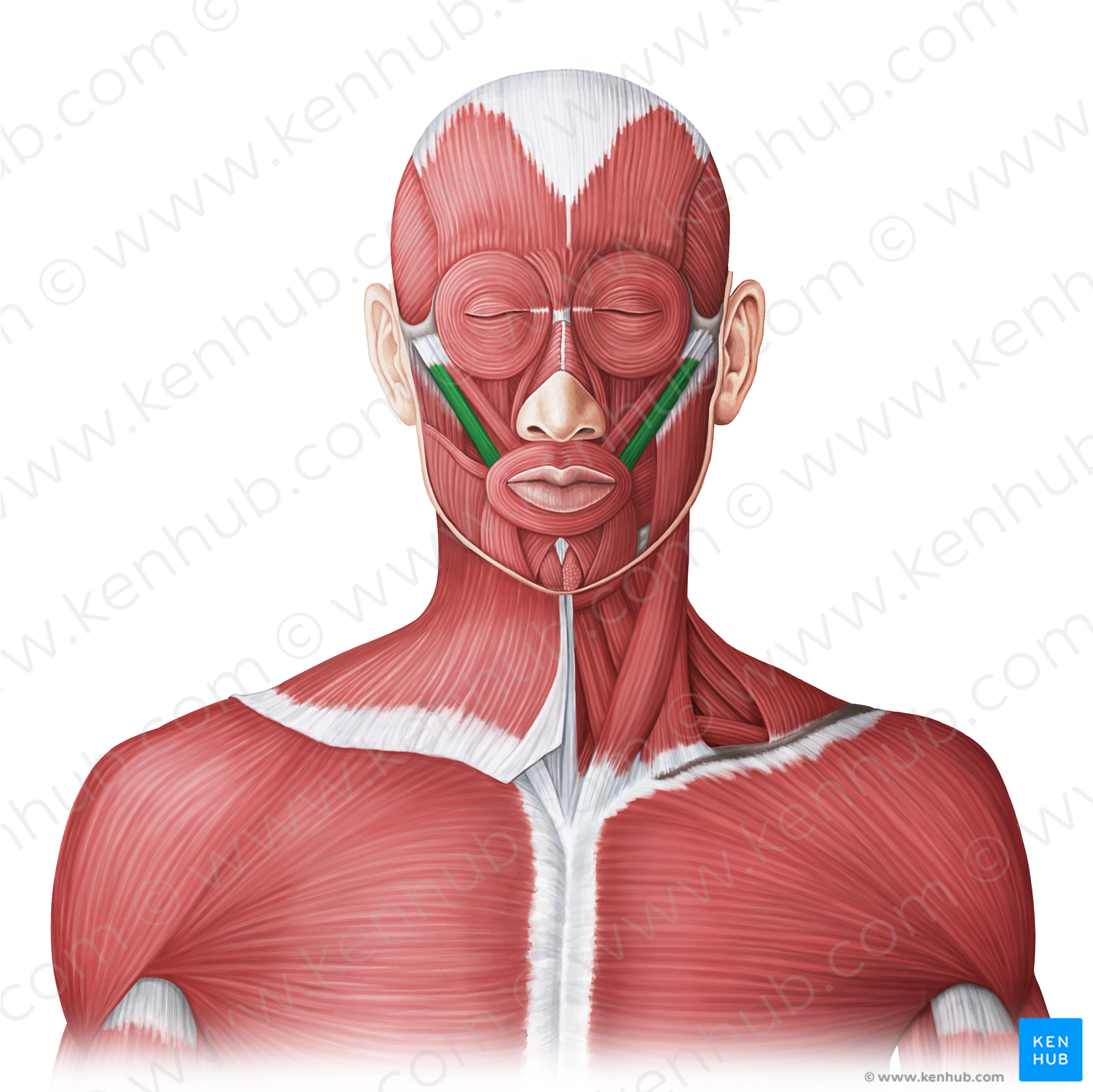 Zygomaticus major muscle (#20015)