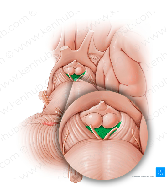 Posterior perforated substance (#12796)