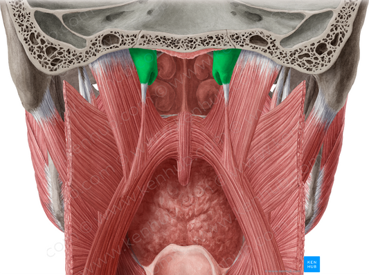 Cartilaginous part of auditory tube (#7673)