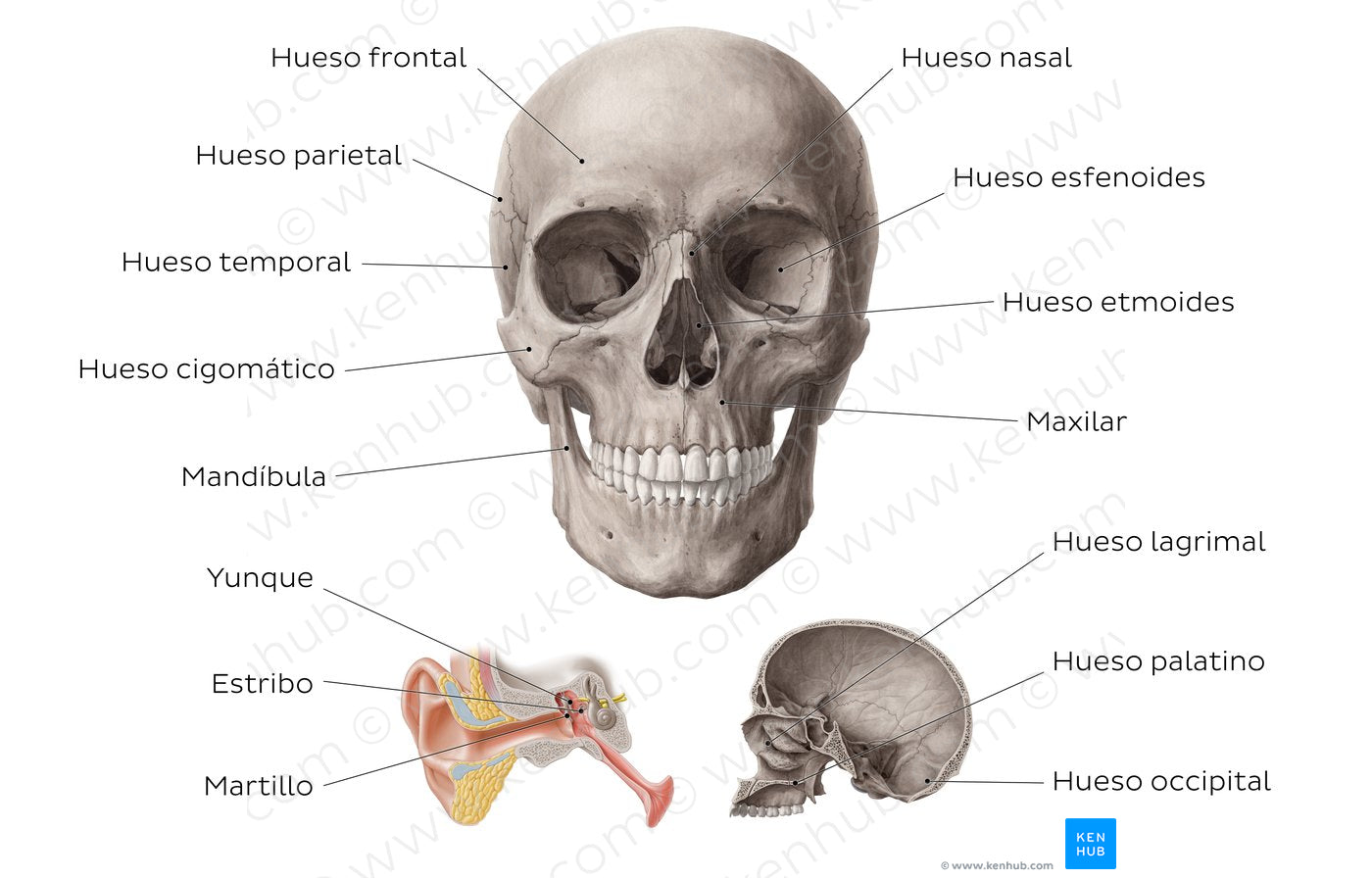 Main bones of the head (Spanish)