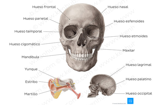 Main bones of the head (Spanish)