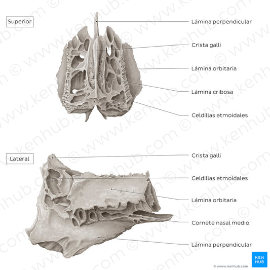 Ethmoid bone (superior and lateral views) (Spanish)