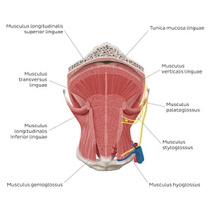 Muscles of the tongue: coronal section (Latin)