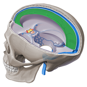 Cerebral falx (#20317)