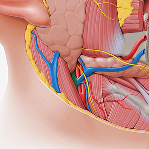 Internal jugular vein (#10352)