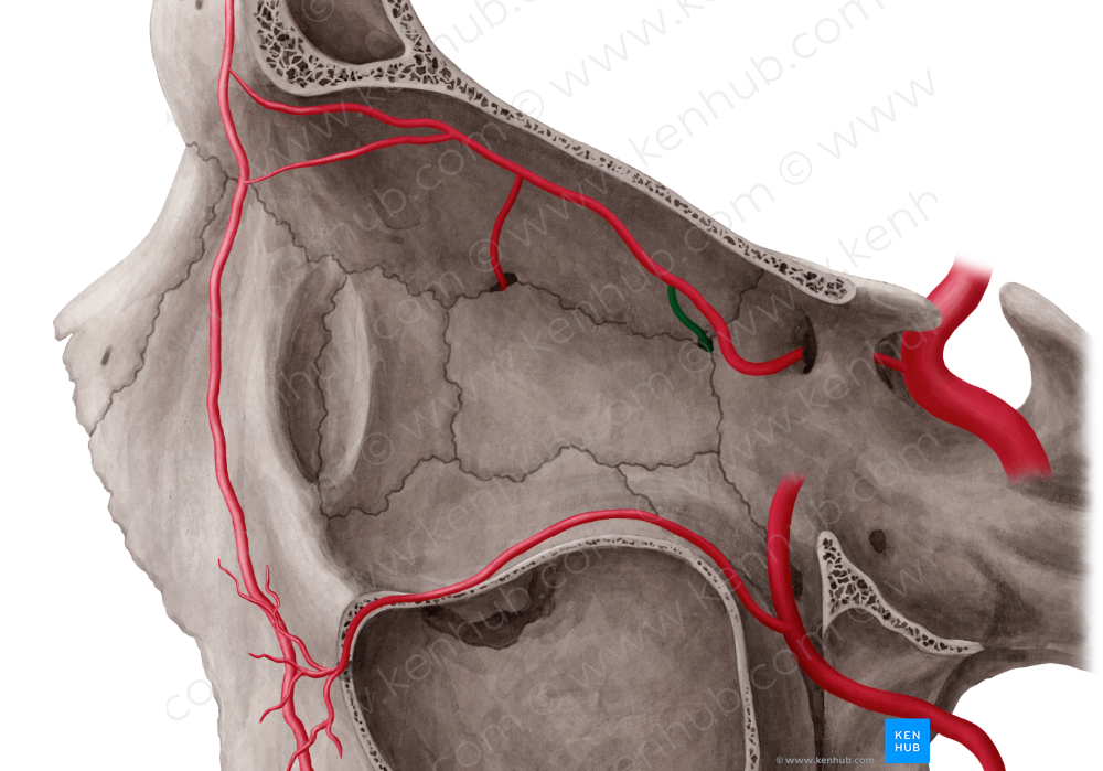 Posterior ethmoidal artery (#1230)