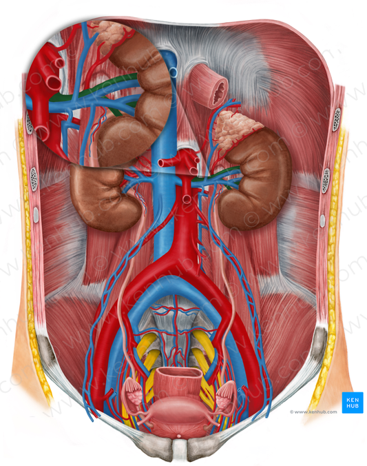 Left renal artery (#1748)