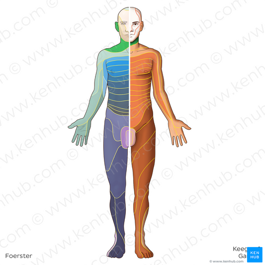 C3 dermatome (#20829)