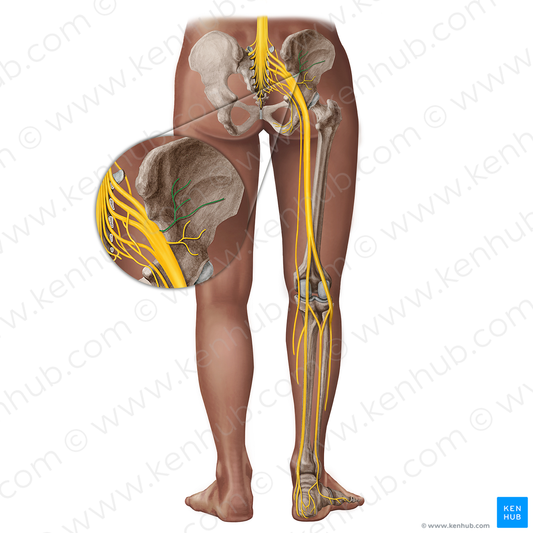 Superior gluteal nerve (#18296)