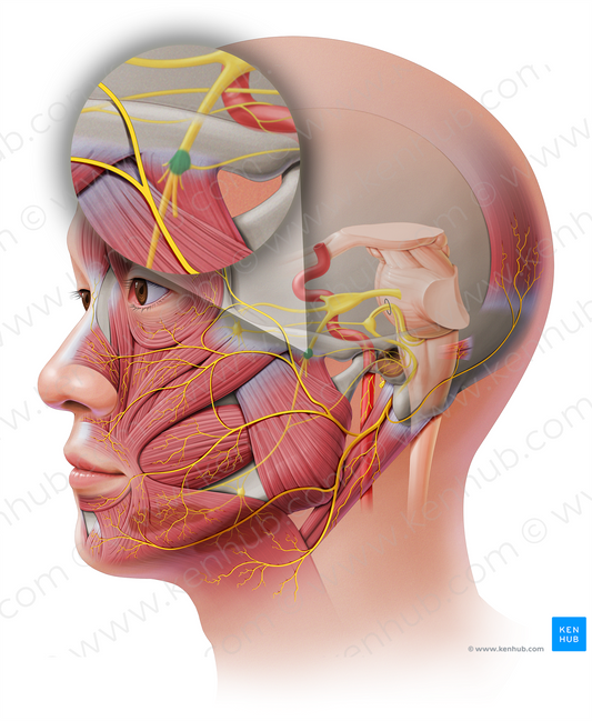 Otic ganglion (#3994)