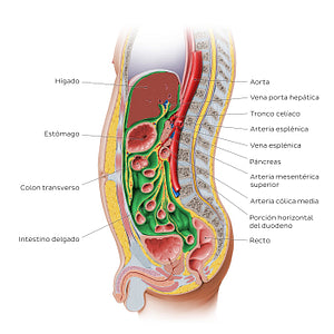 Peritoneal relations (Spanish)