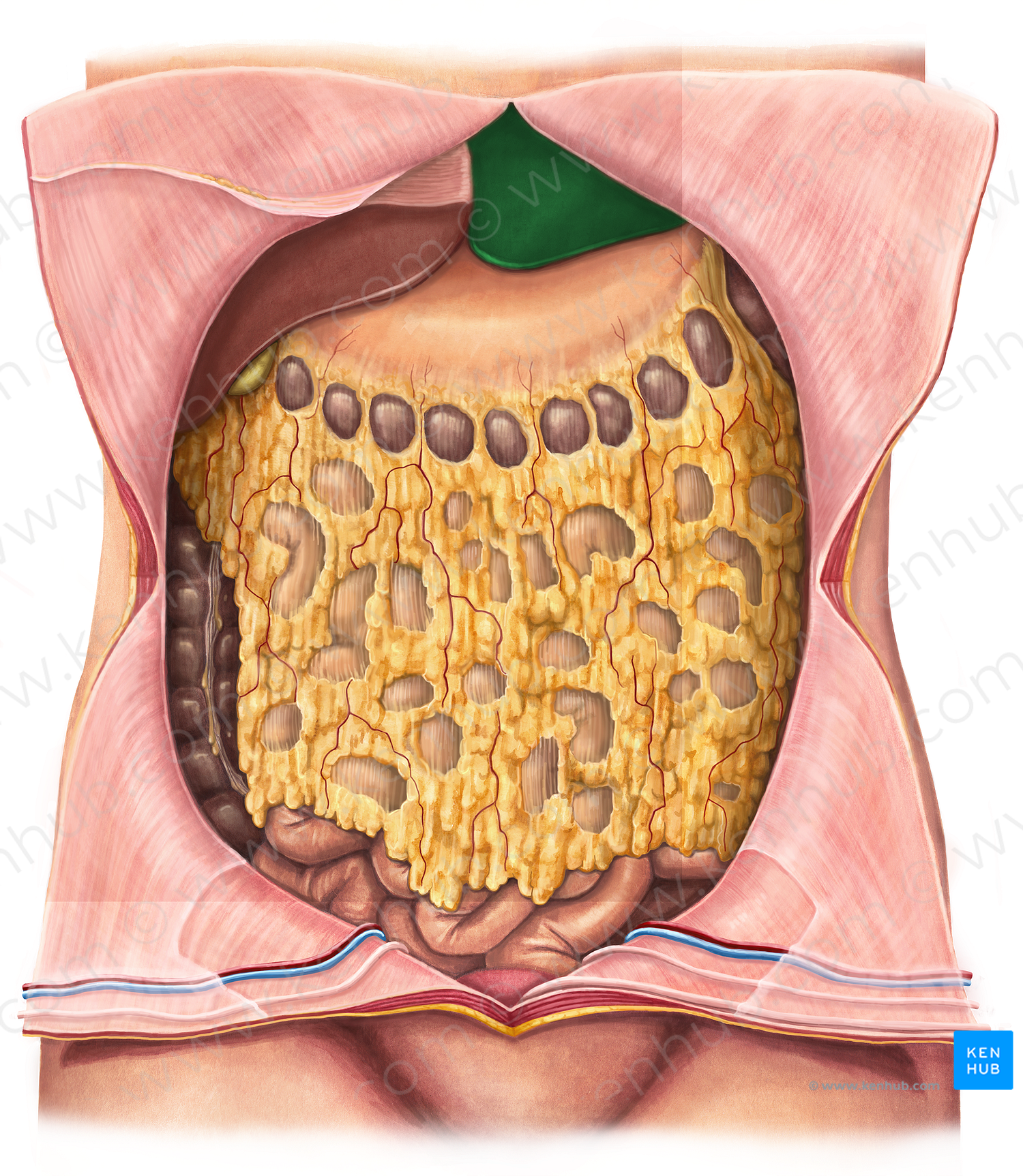 Left lobe of liver (#4801)