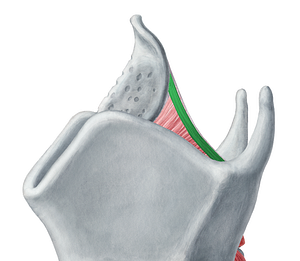 Aryepiglottic muscle (#5206)