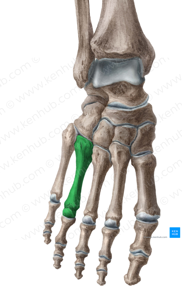 4th metatarsal bone (#7429)