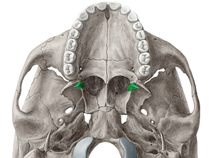 Pterygoid hamulus of sphenoid bone (#4217)