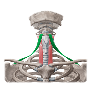 Omohyoid muscle (#5686)