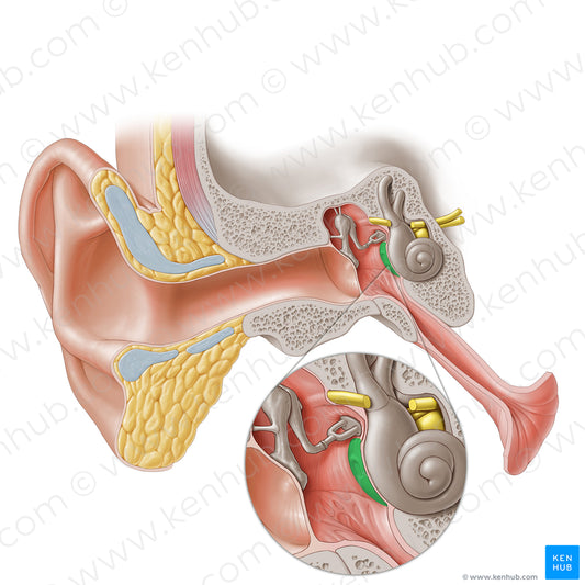 Promontory of tympanic cavity (#20269)