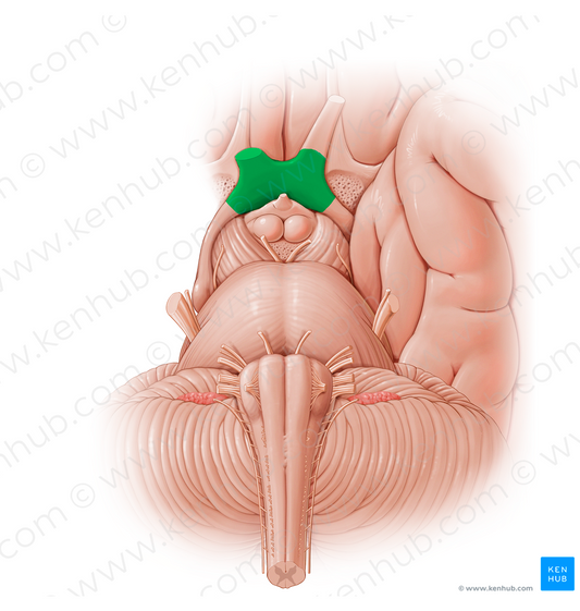 Optic chiasm (#12789)