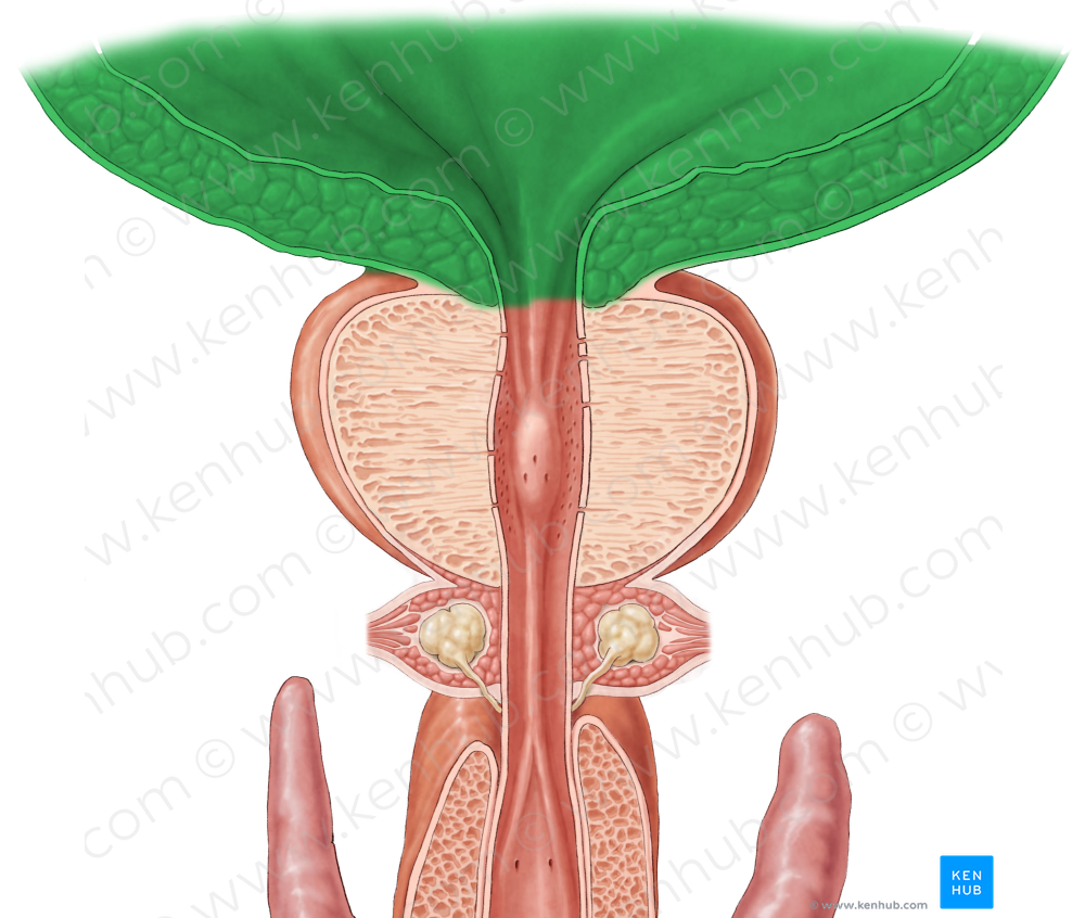 Urinary bladder (#10809)