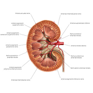 Renal arteries (Latin)