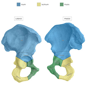 Hip bone (parts) (Latin)