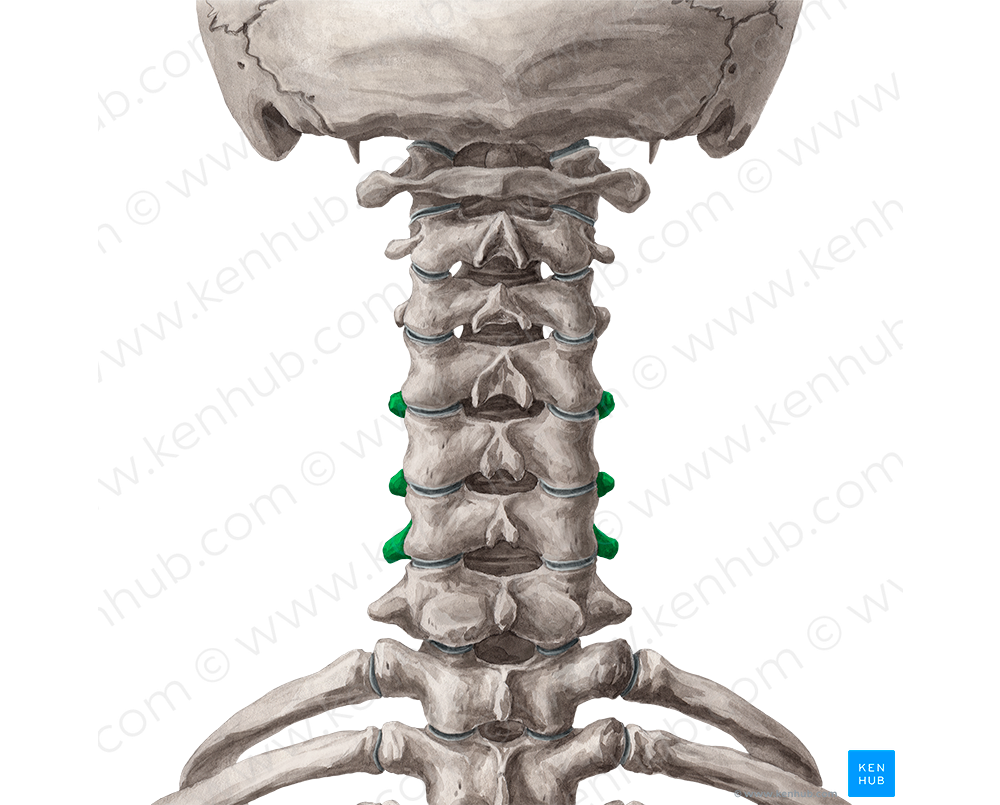 Transverse processes of vertebrae C4-C6 (#8319)