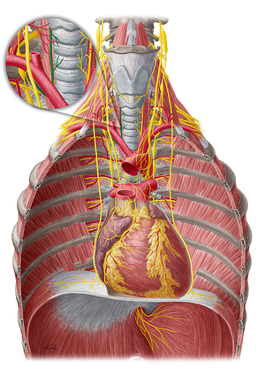 Right recurrent laryngeal nerve (#6510)