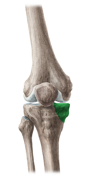 Medial condyle of tibia (#2824)