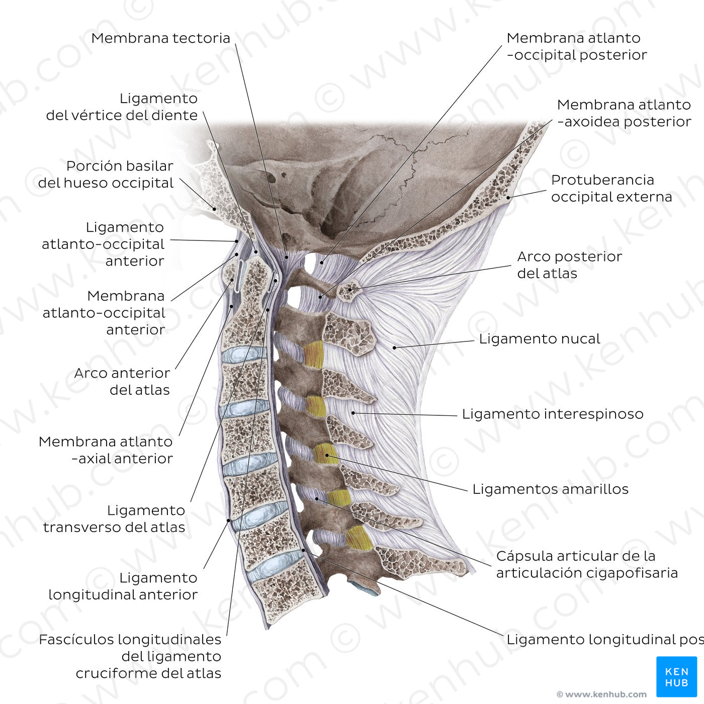 Craniovertebral ligaments and joints (Spanish)