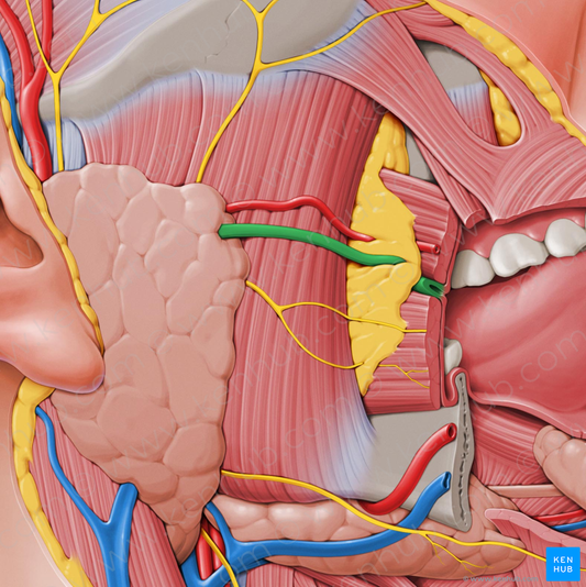 Parotid duct (#3340)