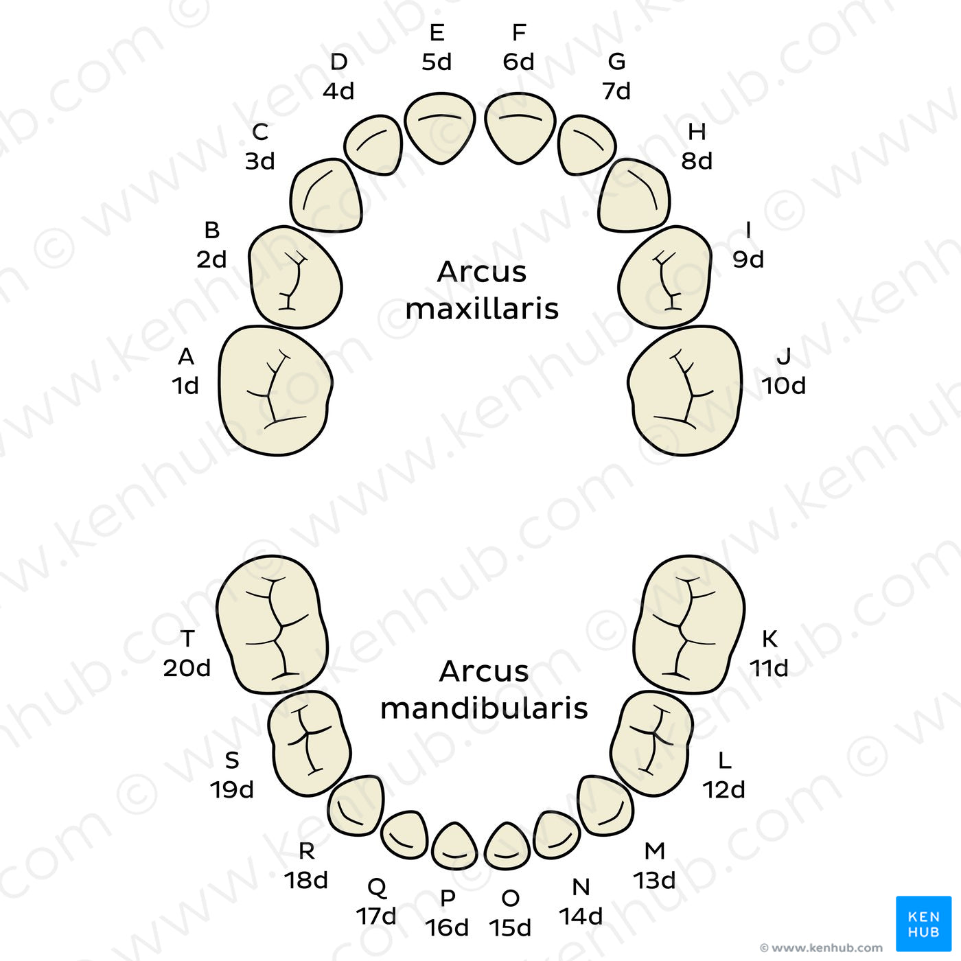 Universal Numbering System (deciduous teeth) (Latin)