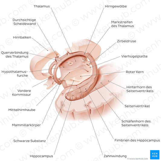 Hippocampus and fornix (German)