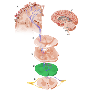 Medulla oblongata (#19264)