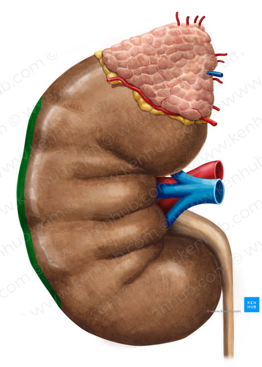 Lateral border of kidney (#4934)