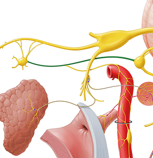 Greater petrosal nerve (#6668)